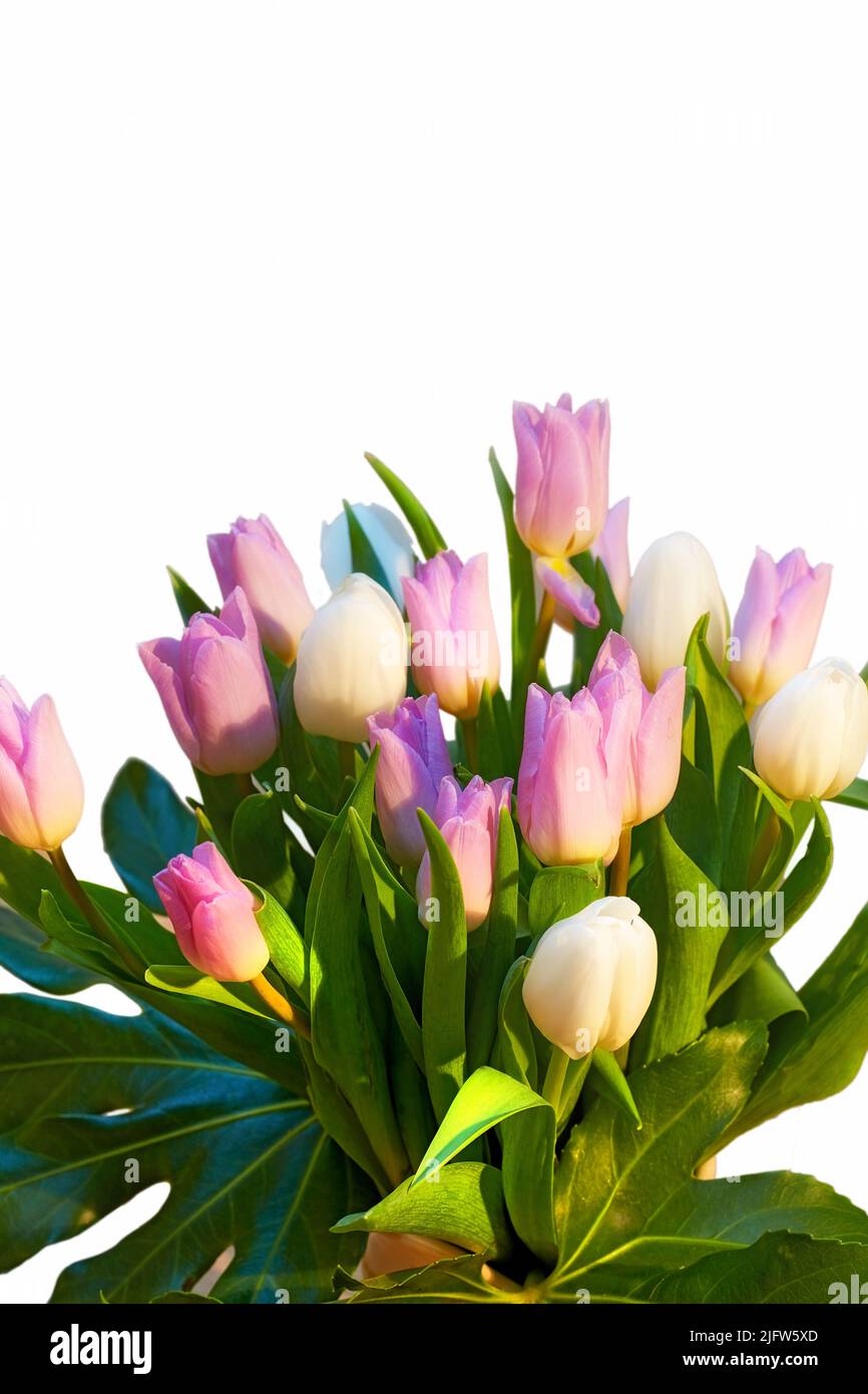 Beautiful bouquet of tulip flowers growing in a vase against a white ...