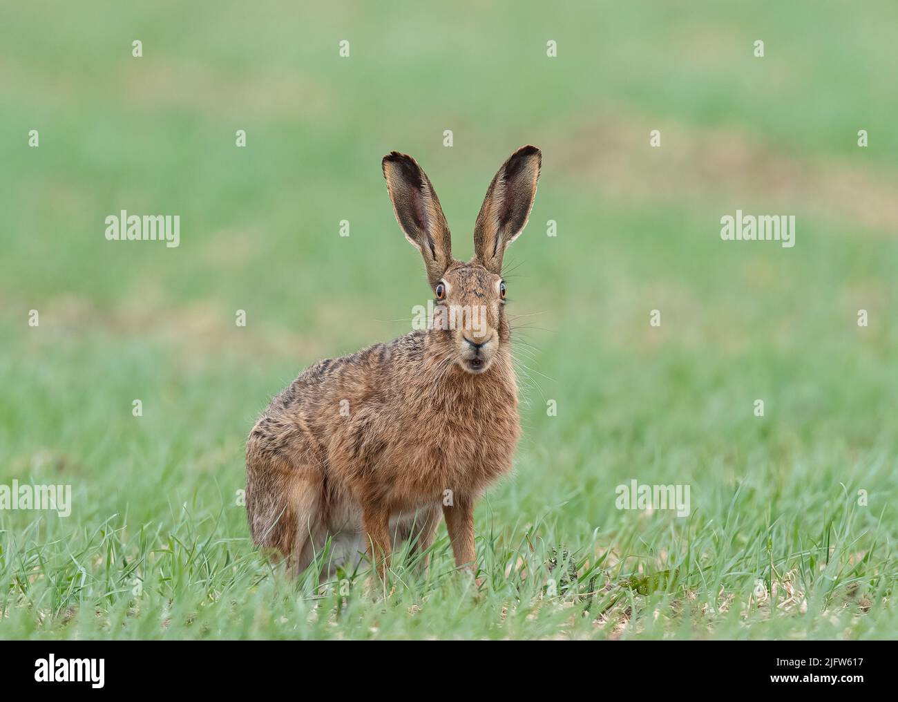 A big healthy  Brown Hare sitting looking strainght at the camera . He has huge ears and is sitting in the farmers Spring Barley . Suffolk.UK Stock Photo