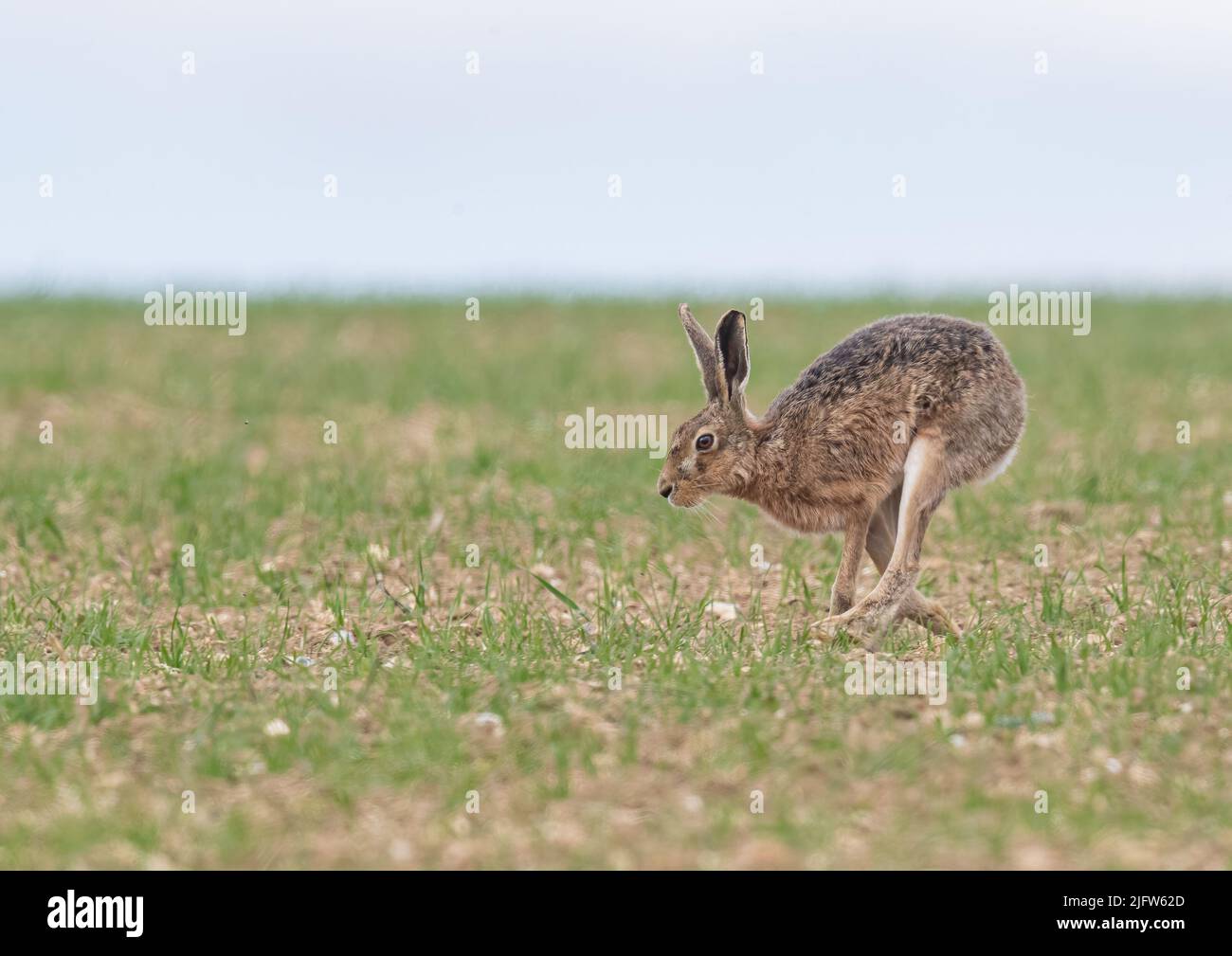 A close up detailed shot of a wild Brown Hare , showing the amazing  hind leg postion that drives their turn of speed across the fields. Suffolk, UK. Stock Photo