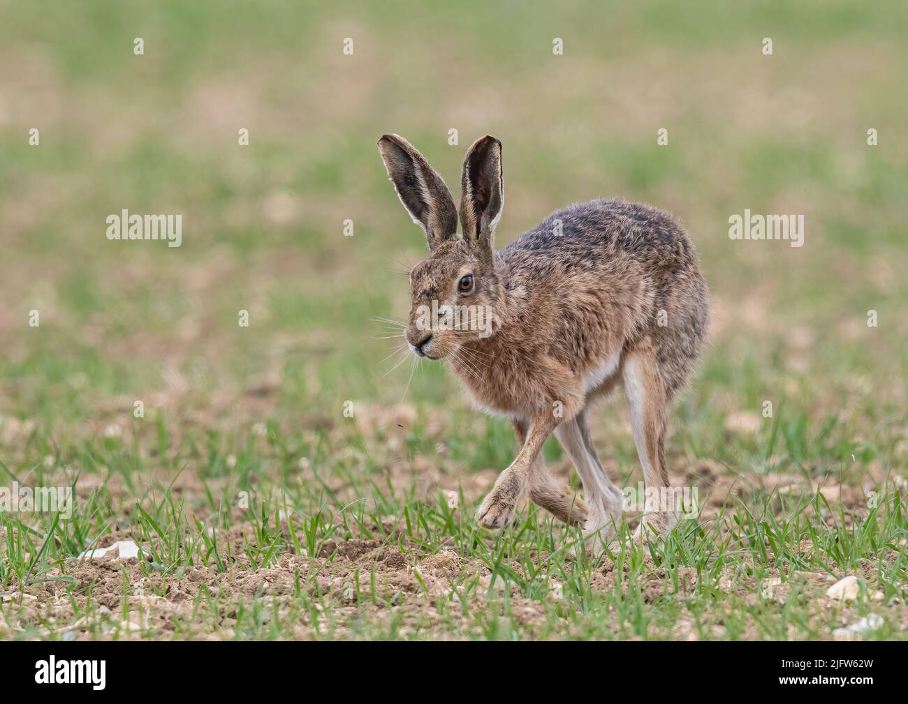 A close up detailed shot of a wild Brown Hare , powering across the farmers spring barley crop. Suffolk, UK. Stock Photo