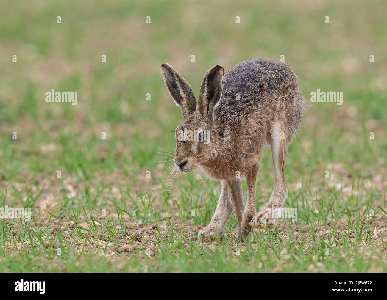 A close up detailed shot of a wild Brown Hare , bounding across the farmers spring barley crop. Suffolk, UK. Stock Photo