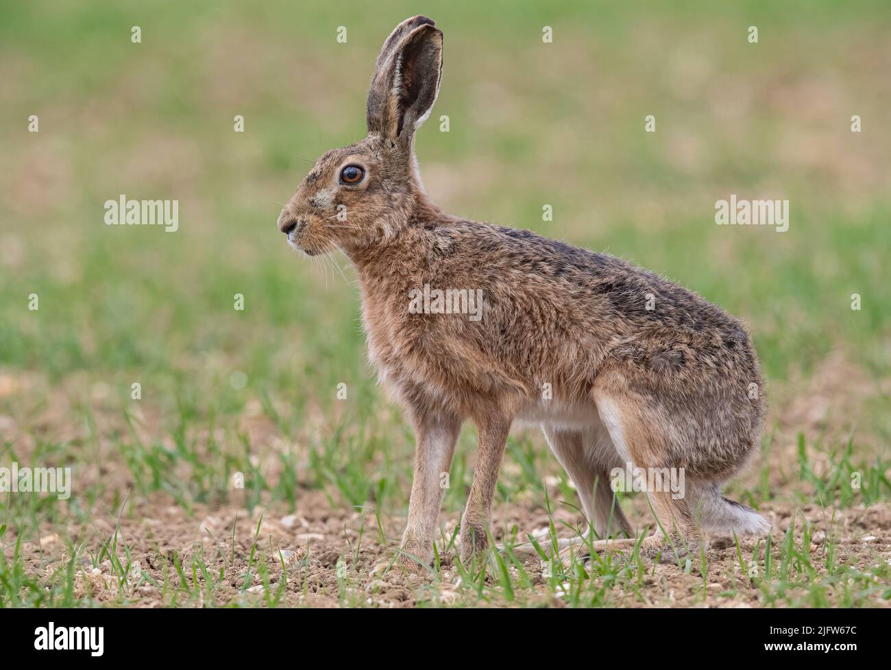 A close up detailed shot of a wild Brown Hare , out on the farmers spring barley crop. Suffolk, UK. Stock Photo