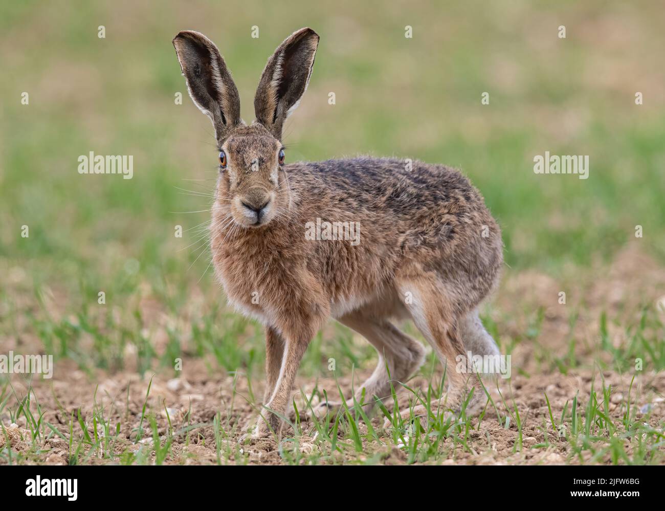 A close up detailed shot of a wild Brown Hare , standing out on the farmers spring barley crop. Suffolk, UK. Stock Photo
