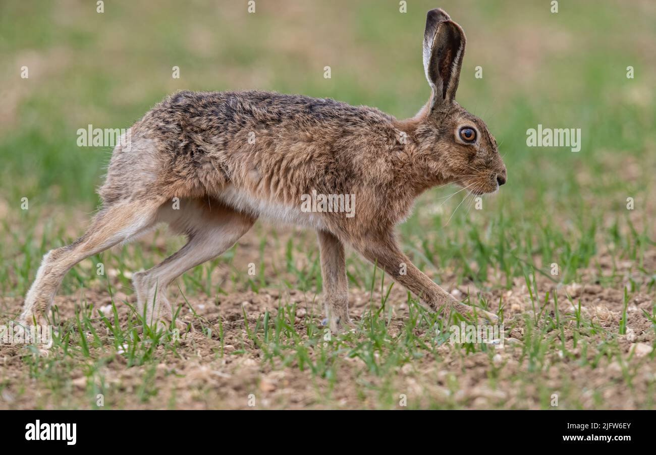 A very close up detailed shot of a wild Brown Hare , out on the farmers spring barley crop. Suffolk, UK. Stock Photo
