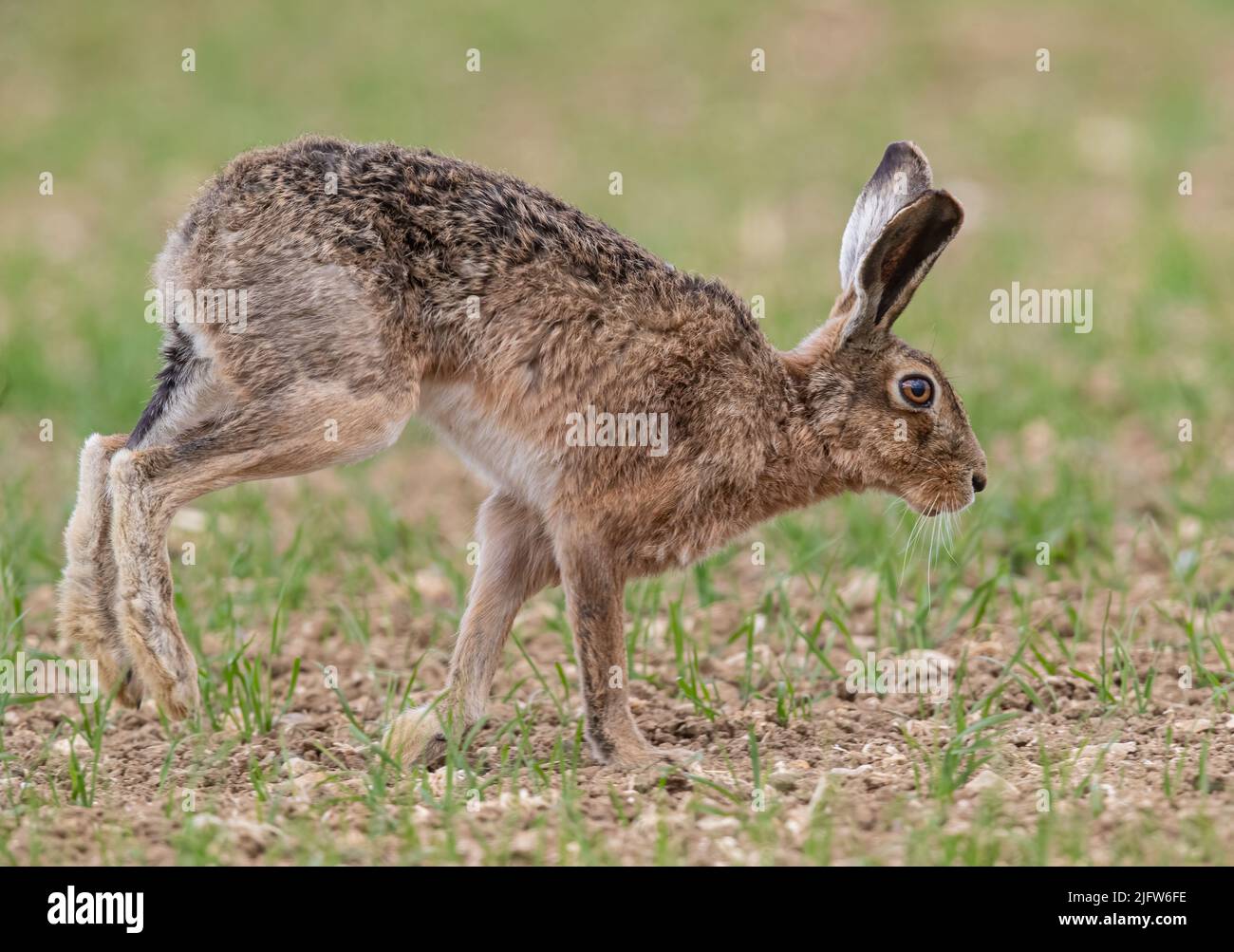 A close up detailed shot of a wild Brown Hare , out on the farmers spring barley crop. Running through the crop looking for females .Suffolk, UK. Stock Photo