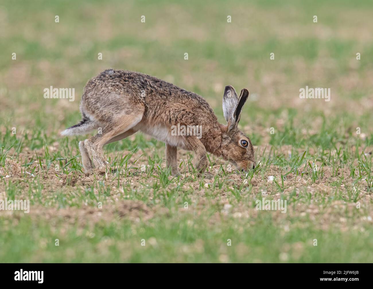 A close up detailed shot of a wild Brown Hare , out on the farmers spring barley crop. Nose down smelling for females .Suffolk, UK. Stock Photo