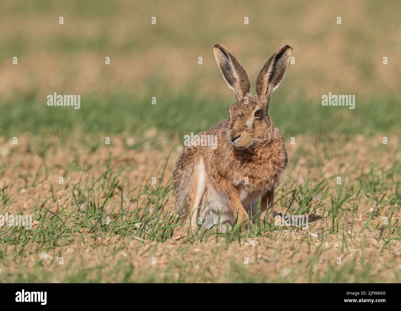 A close up detailed shot of a wild Brown Hare , sitting out on the farmers spring barley crop in the sunshine . Suffolk, UK. Stock Photo