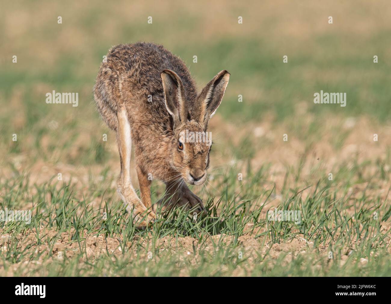 A close up detailed shot of a wild Brown Hare , powerful hind legs powering him along  over  the farmers spring barley crop. Suffolk, UK. Stock Photo