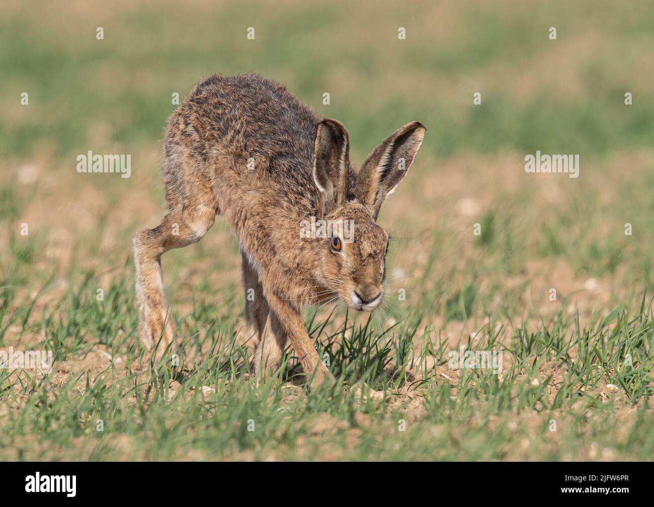 A close up detailed shot of a wild Brown Hare , running towards the camera, out on the farmers spring barley crop. Suffolk, UK. Stock Photo