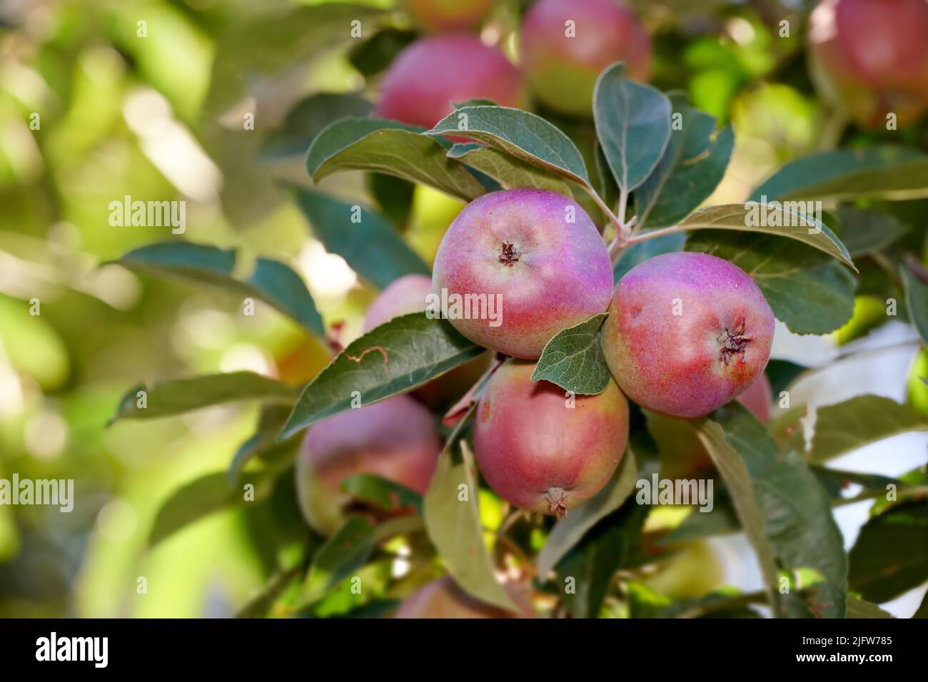 Closeup of fresh red apples on a tree in an orchard in summer. Organic ...