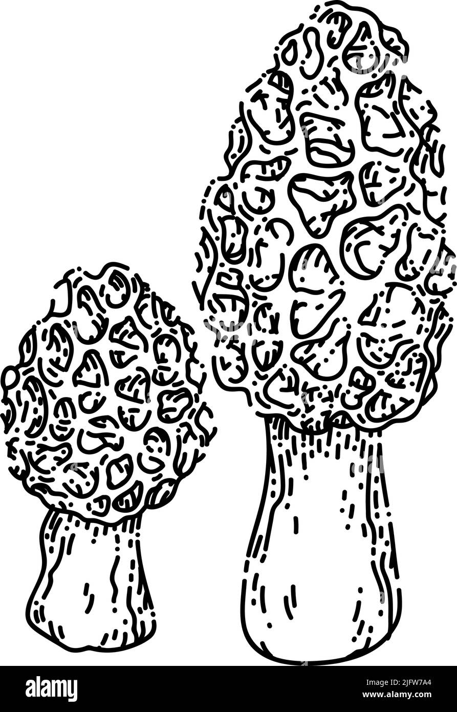 morel mushroom sketch hand drawn vector Stock Vector Image & Art Alamy