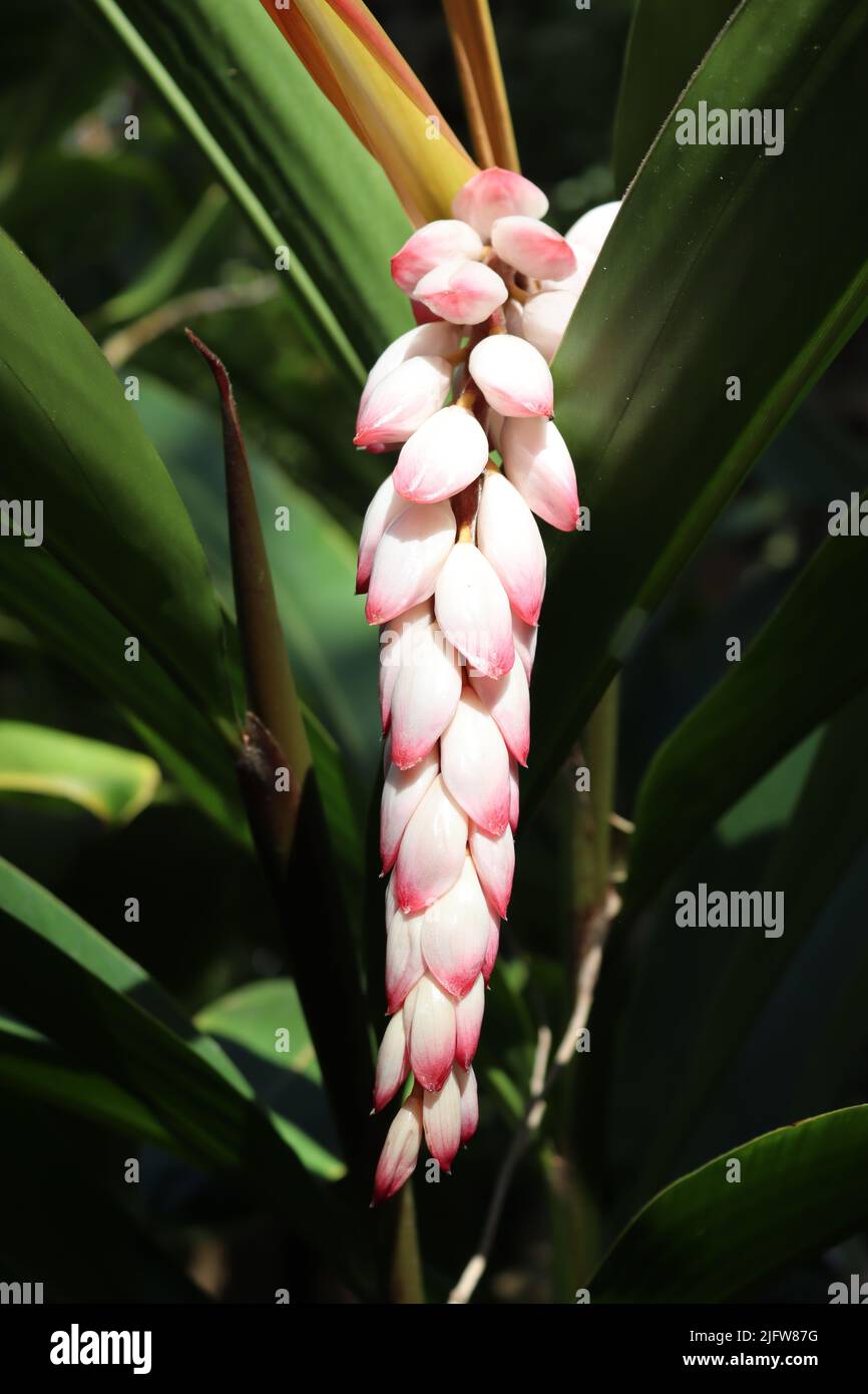 Alpinia Zerumbet commonly known as Shell Ginger on view at the Botanical Gardens, Puerto de La Cruz, Tenerife, Canary Islands Stock Photo