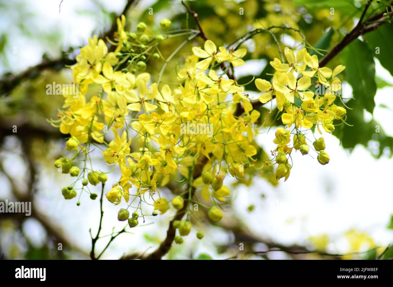 A branch of vibrant yellow cassia flowers Stock Photo