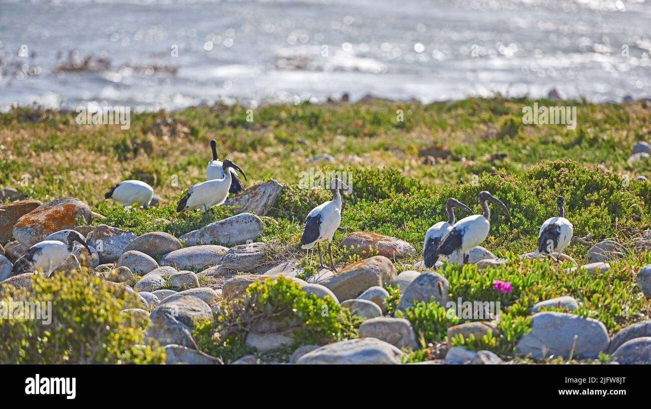 Flock of white ibis birds standing on lush green grass on the wetlands of Cape Point National Park, South Africa with copy space. Flora shrubs and Stock Photo