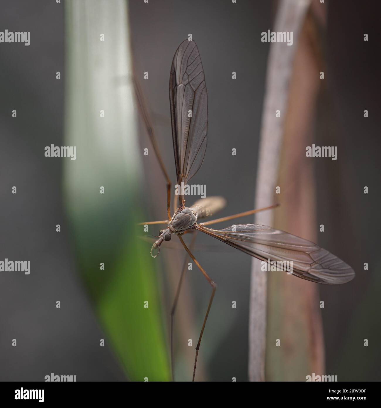 Mosquito in a northern portuguese meadow Stock Photo