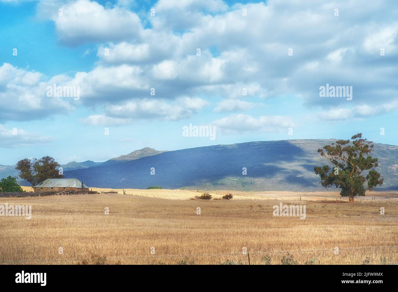 Copy space with scenic landscape of a golden wheat field and clouds in a blue sky background. Grain being cultivated for harvest on a sustainable farm Stock Photo