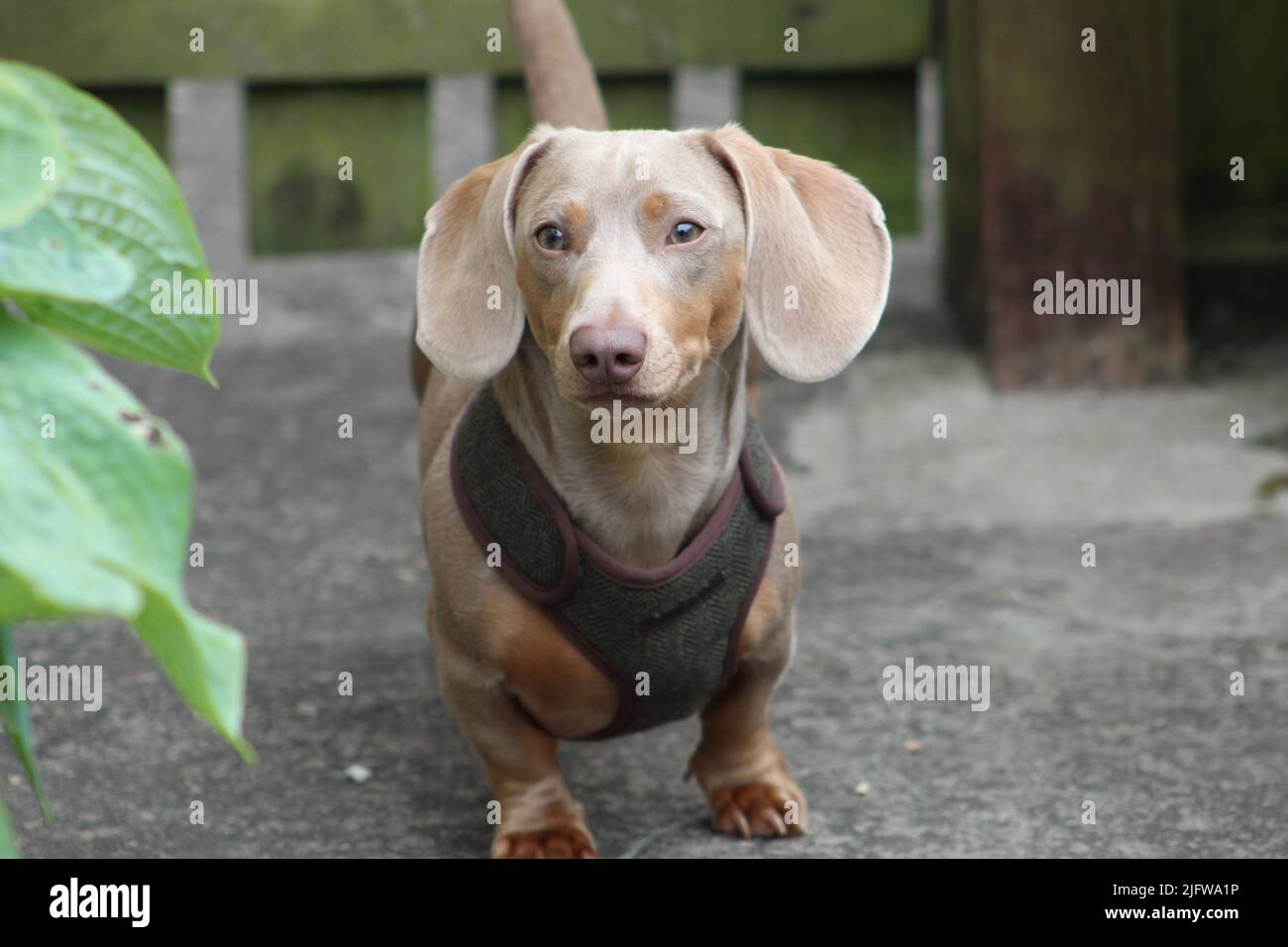 yoshi , cute dachshund 2022 taken in south wales Stock Photo