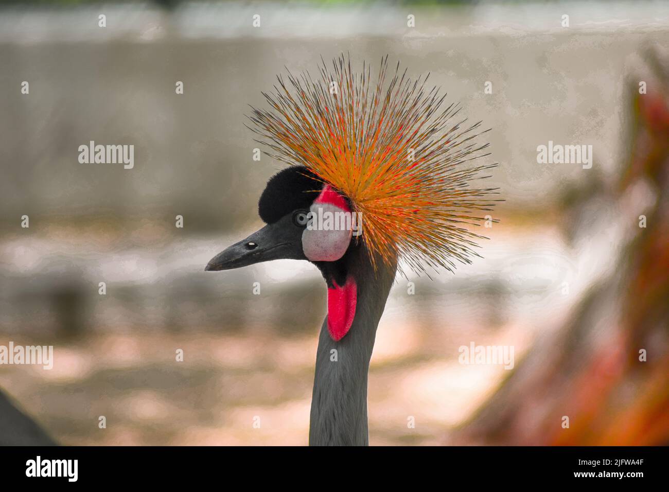 A crowned crane on a blurry background Stock Photo - Alamy