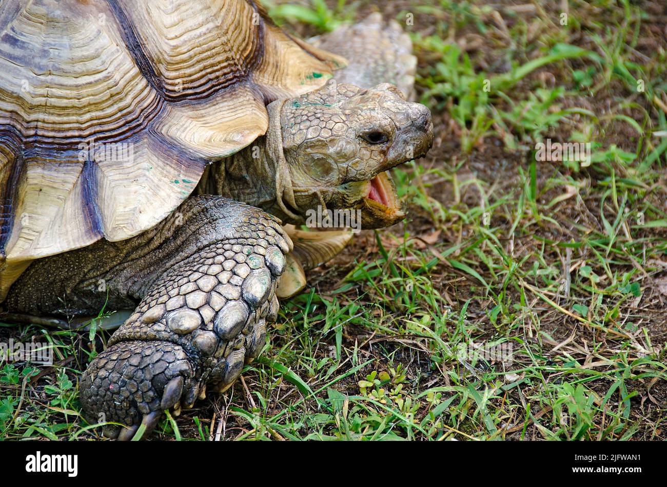 Close up of old tortoise with open mouth on dirt and grass Stock Photo