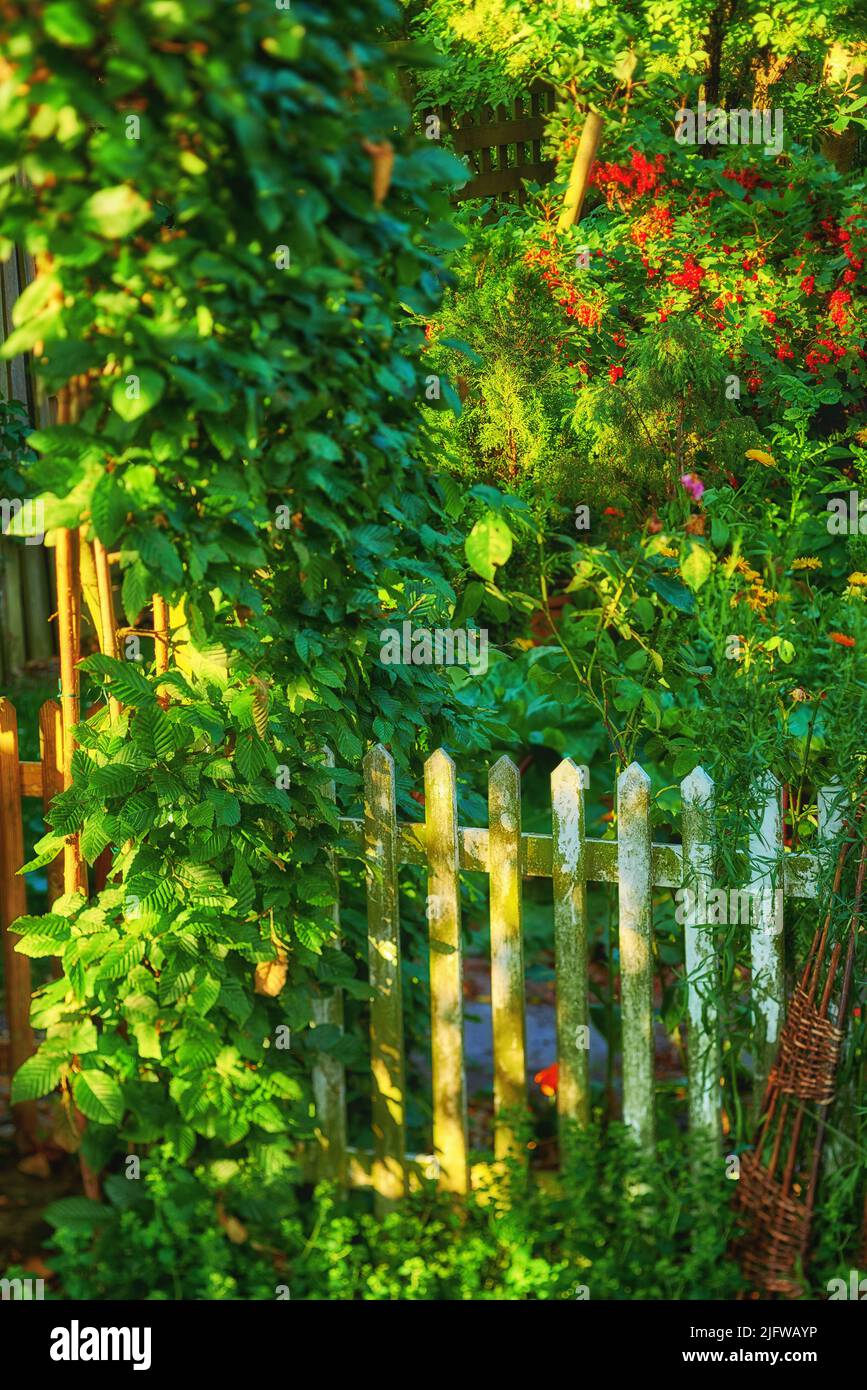 The Garden fence is covered with lots of green leaves, flowers, and mixed plants. Picket fence surrounded by red and yellow flowers and different Stock Photo