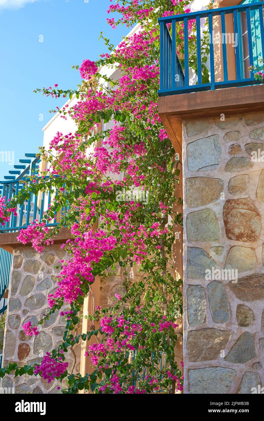 Pink bougainvillea flower hanging on a stoned textured wall of a house surrounded by a blue railing and a clear sky in the background. Blossoming pink Stock Photo