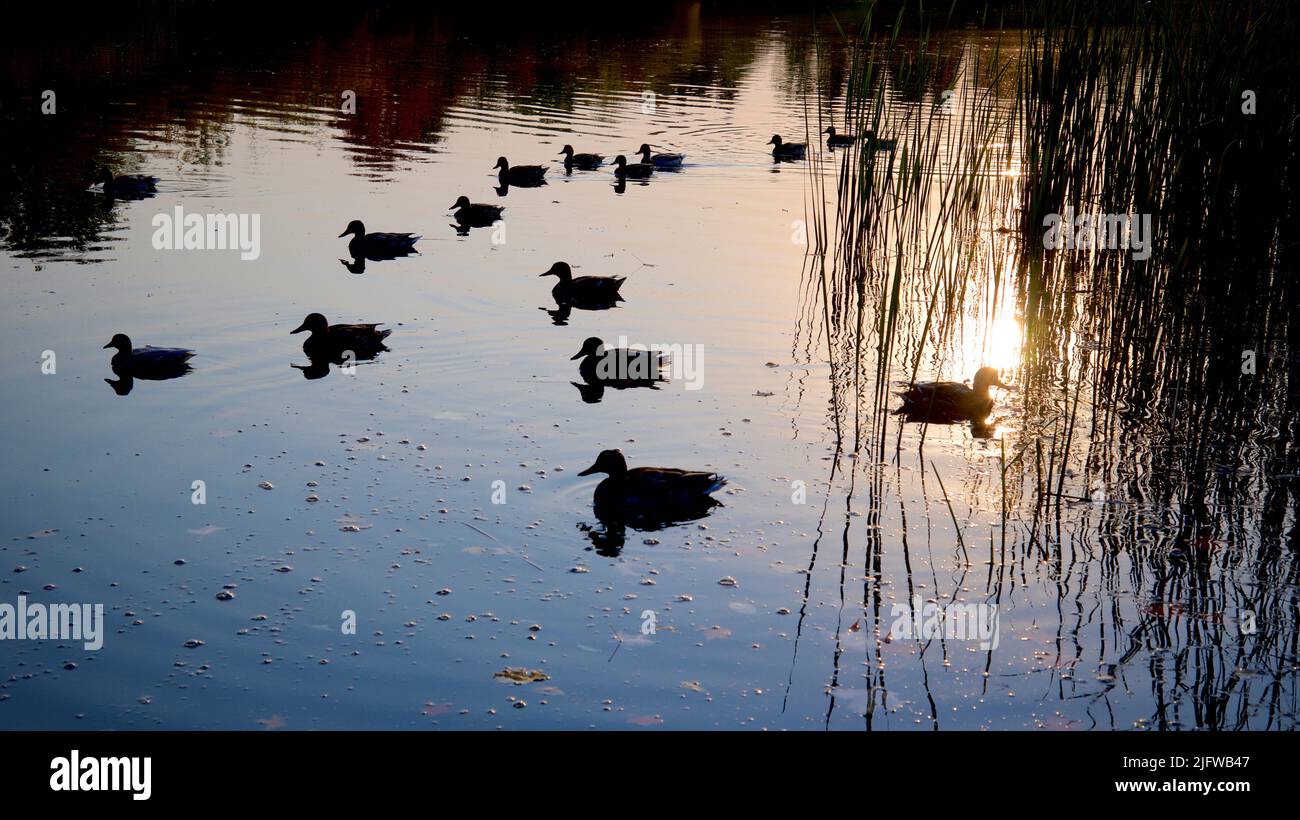 Silhouette of the duck in the pond of the public park in the dawn Stock Photo