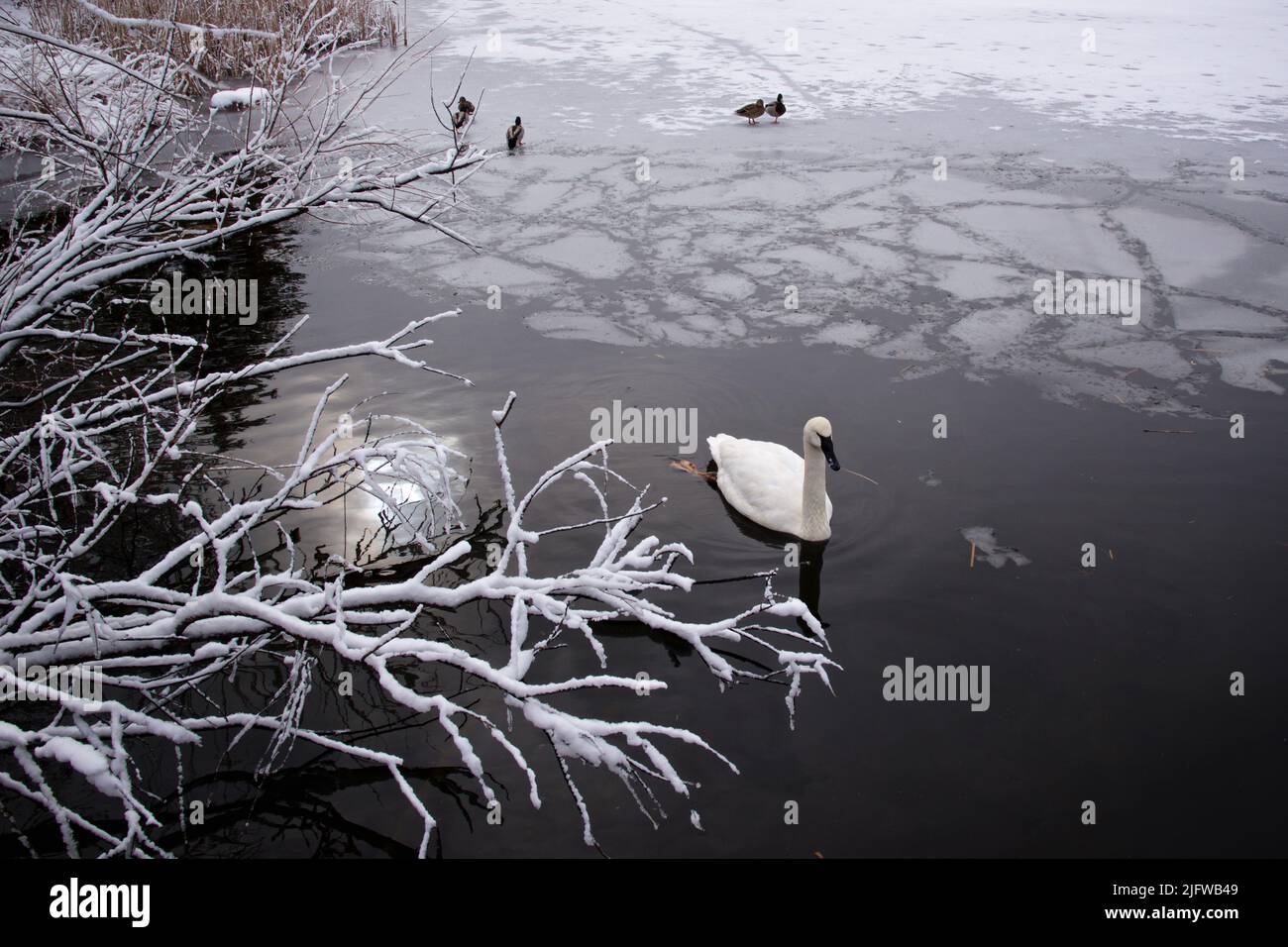 Winter scenery of swan swimming in the frozen lake Stock Photo