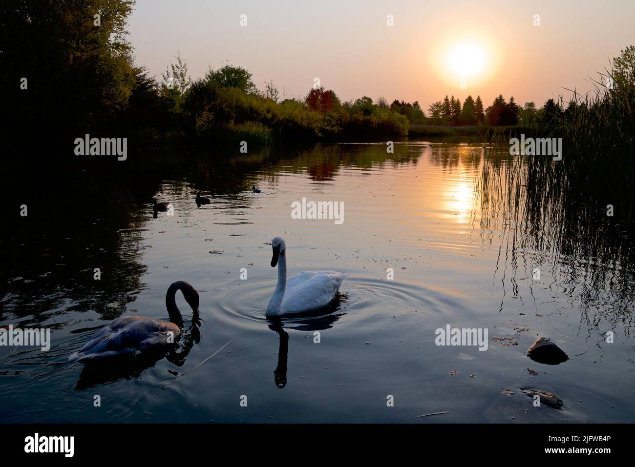 A pair of swam in the pond of the public park in sunset Stock Photo