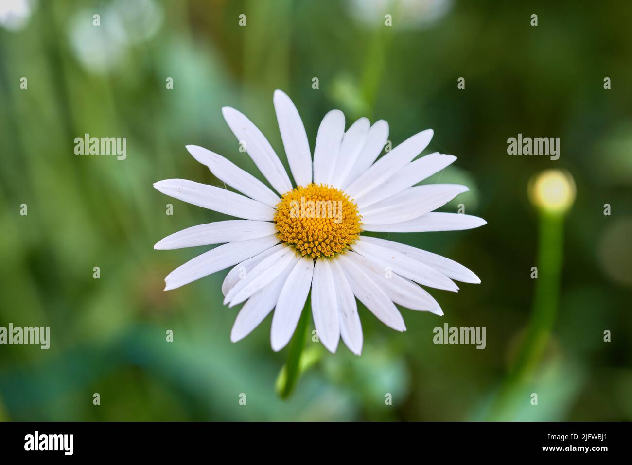 Daisy nursery hi-res stock photography and images - Alamy