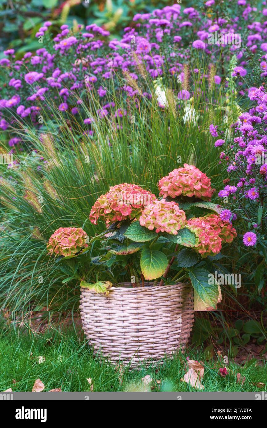 Hydrangea blooming in a flower basket with large zebra grass and asters on the grass in a garden. Portrait pic of flowers with large leaves in a pot Stock Photo