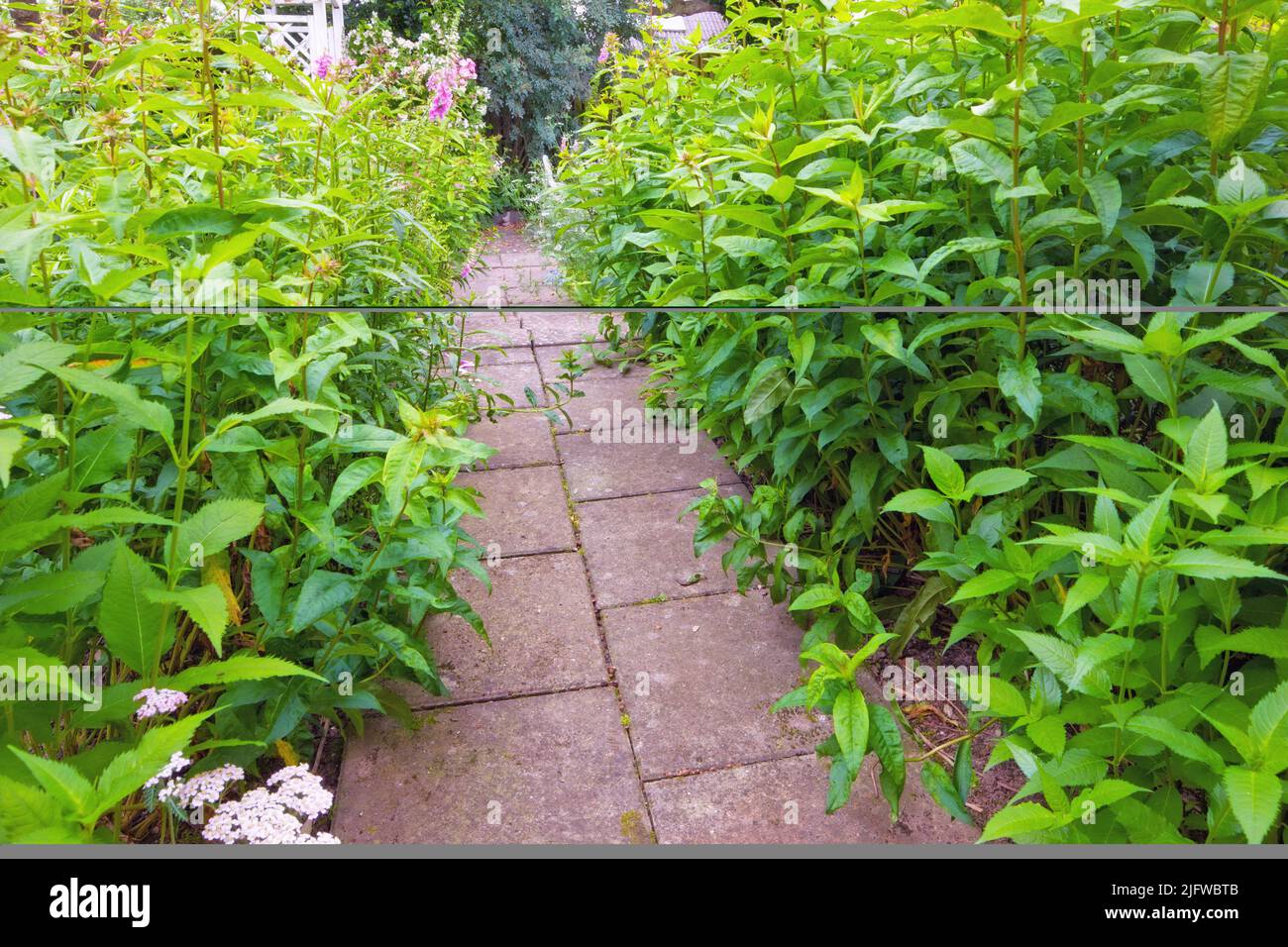 Bushes and shrubs of chinese figwort growing along a paved garden path in botanical nursery. Cultivating scrophularia ningpoensis or ningpo figwort Stock Photo