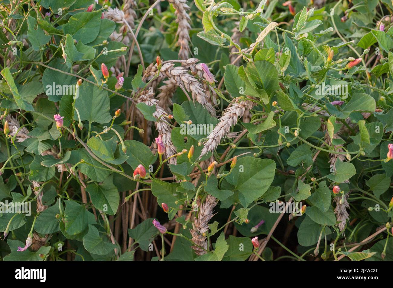 Field bindweed in a field among wheat ears Stock Photo Alamy