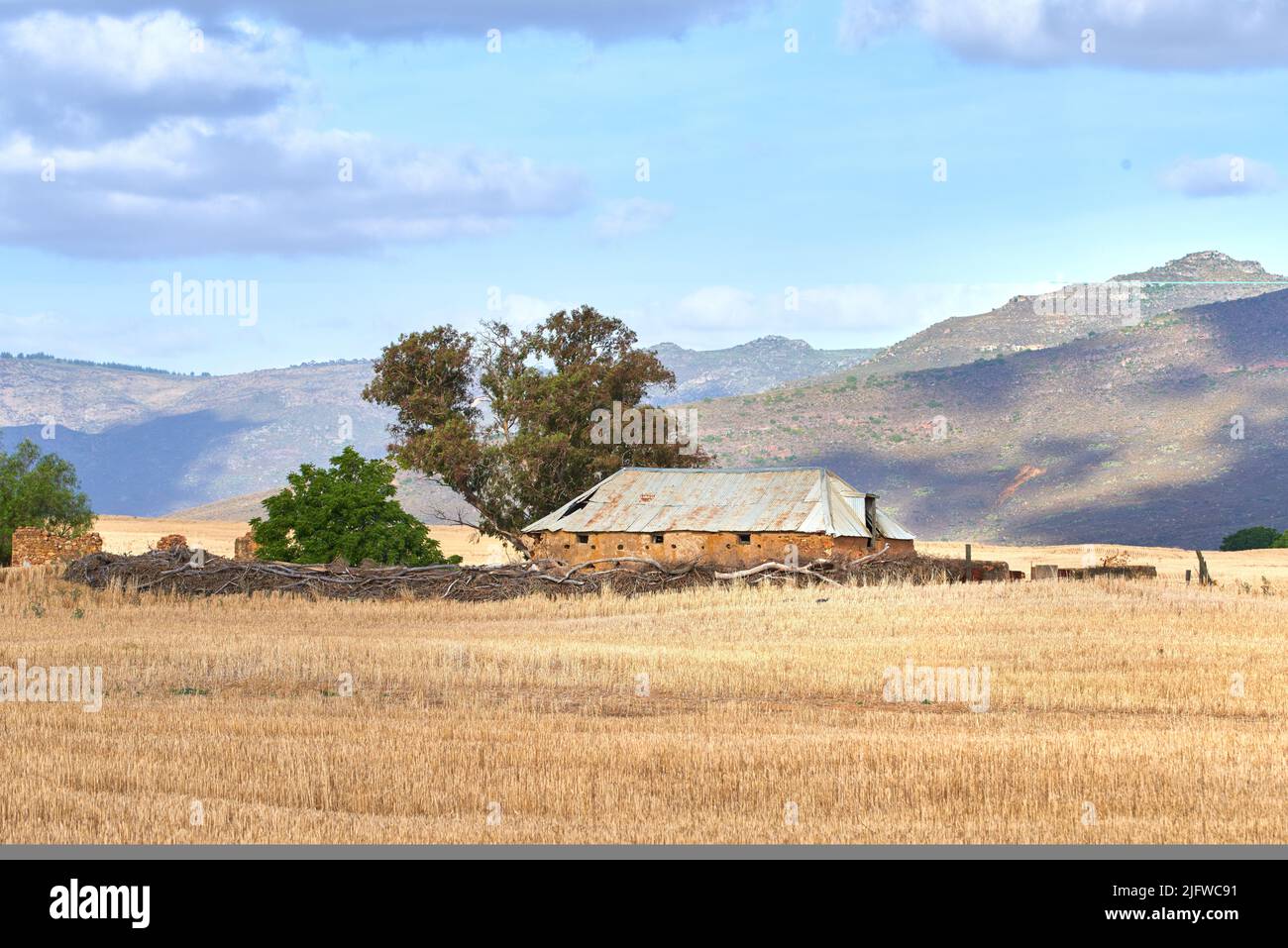 Copy space with an abandoned building on a wheat field against a cloudy blue sky background. Grain being cultivated for harvest on a rural farm in the Stock Photo