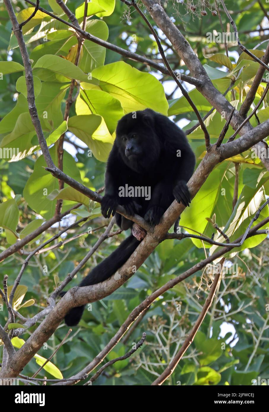 Mantled Howler (Alouatta palliata) adult sitting in tree Costa Rica                  March Stock Photo