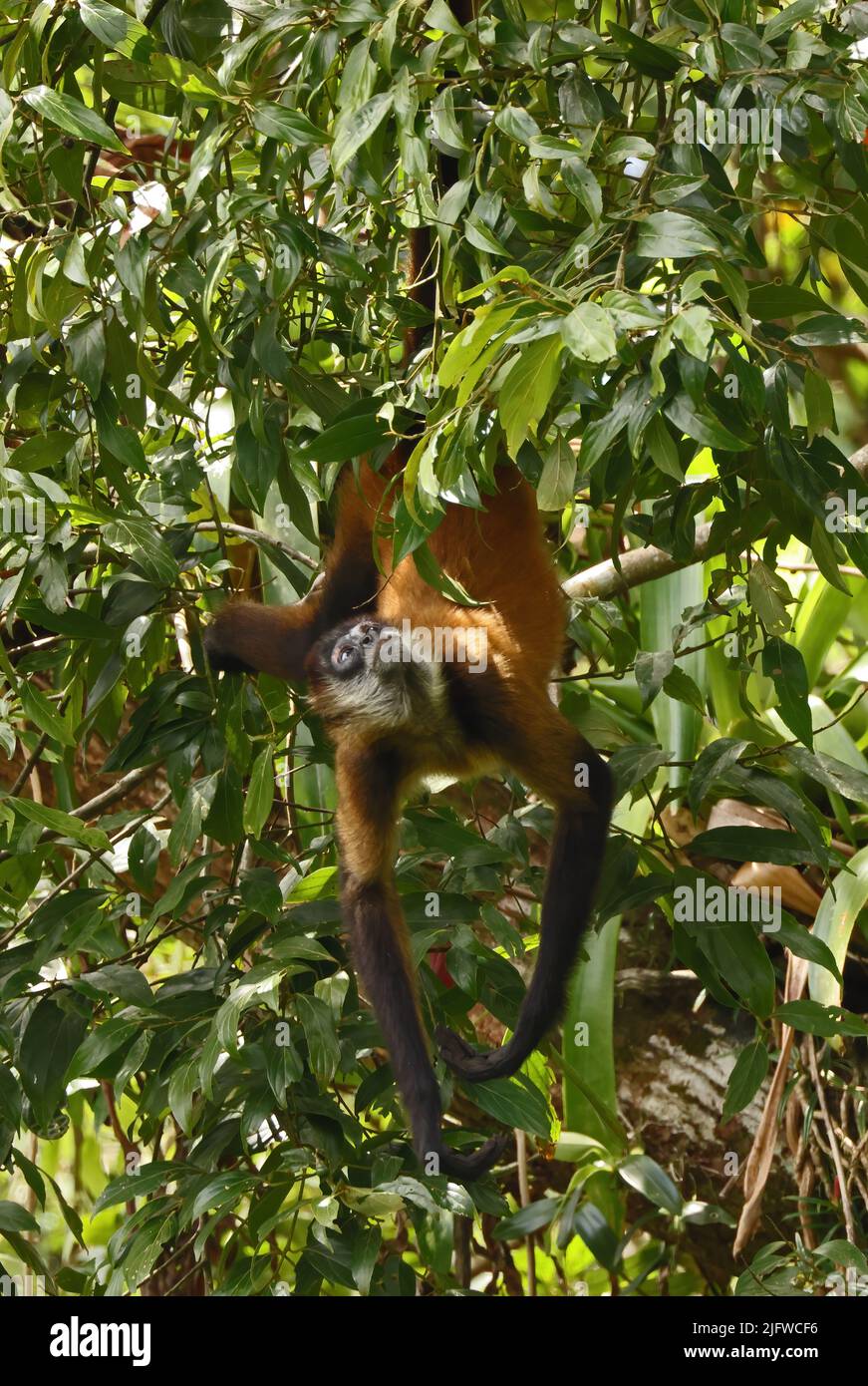 Central American Spider Monkey (Ateles geoffroyi) adult hanging from