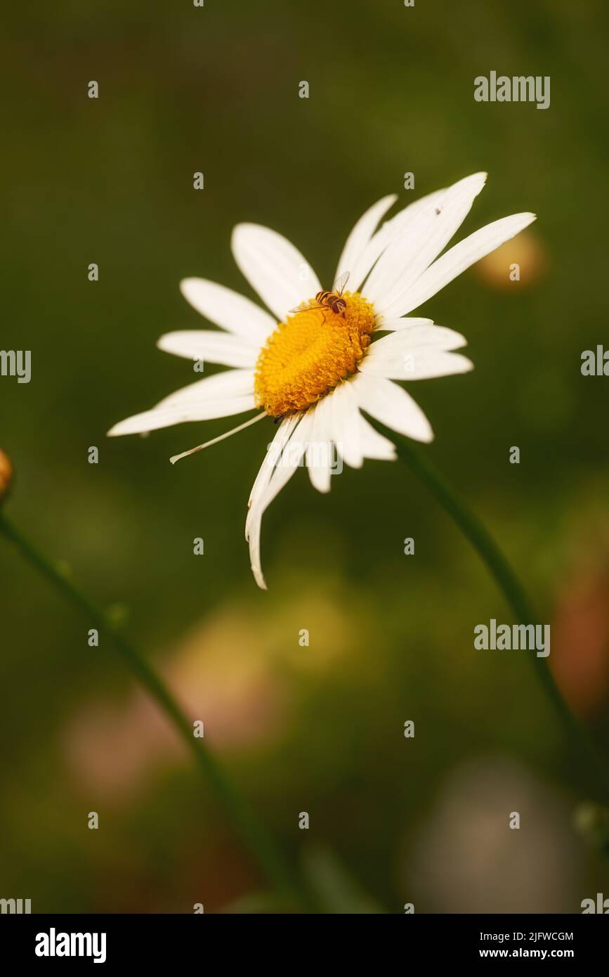 A close-up portrait of a Single white daisy in soft focus with a bumble bee sitting on the petals. Bee extracting Sweet pollen Nectar from the White Stock Photo