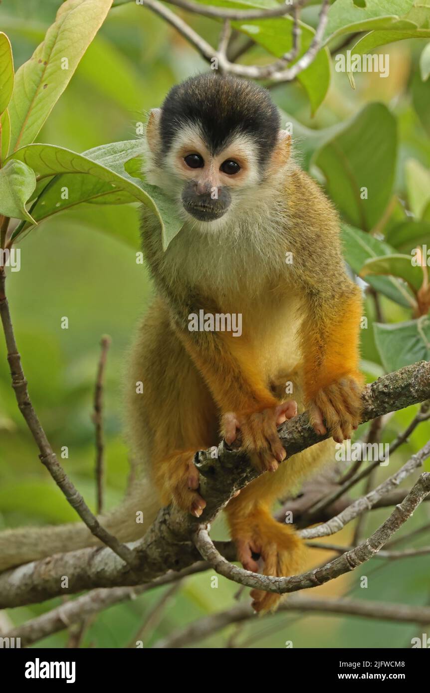 Central American Squirrel Monkey (Saimiri oerstedii oerstedii) immature standing on branch Osa Peninsula, Costa Rica,           March Stock Photo