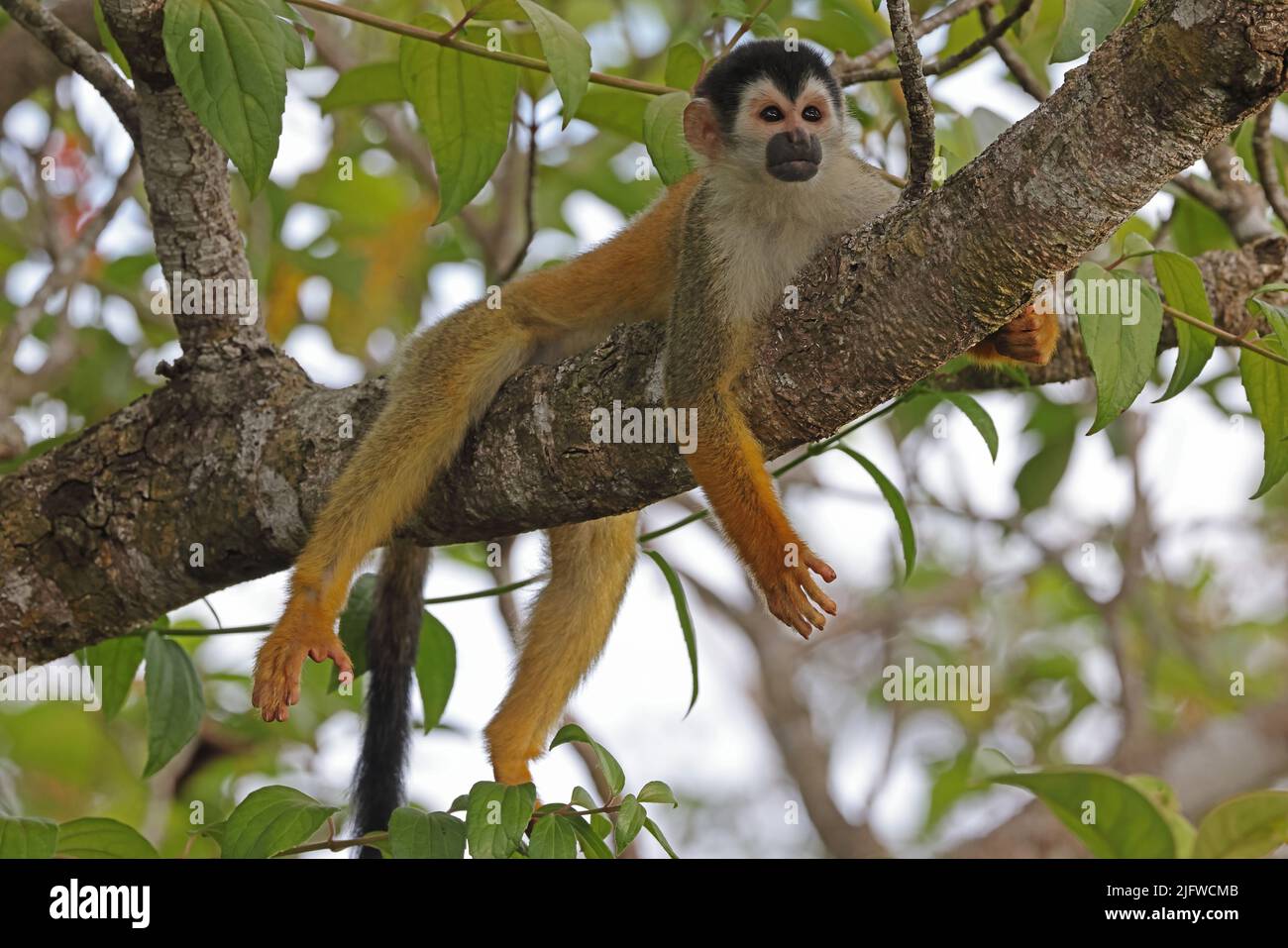 Central American Squirrel Monkey (Saimiri oerstedii oerstedii) adult ...