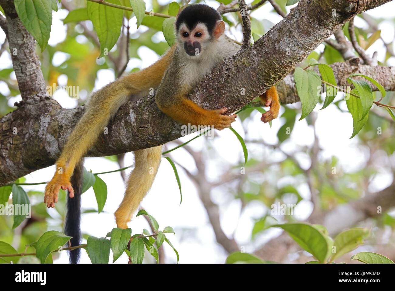 Central American Squirrel Monkey (Saimiri oerstedii oerstedii) adult  lying on branch Osa Peninsula, Costa Rica,           March Stock Photo