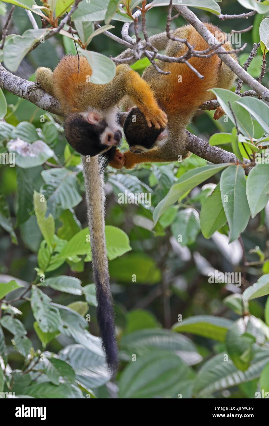 Central American Squirrel Monkey (Saimiri oerstedii oerstedii) two juveniles play fighting Osa Peninsula, Costa Rica,           March Stock Photo