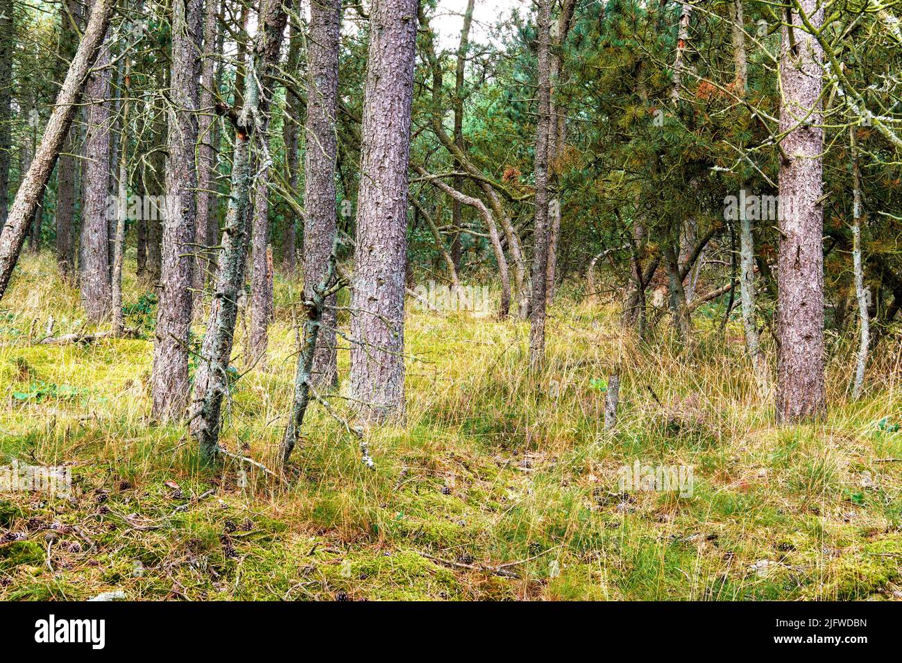 Landscape of tall spruce trees in the woods with overgrown grass. Low angle of straight pine trunks in a remote forest with wild uncultivated shrubs Stock Photo