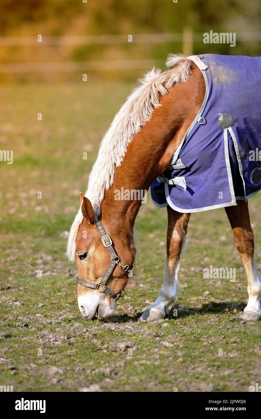 Beautiful Haflinger horses on a meadow on the alpine pasture in summer. Haflinger horse free in the meadow eats grass. A lonely brown horse is eating Stock Photo