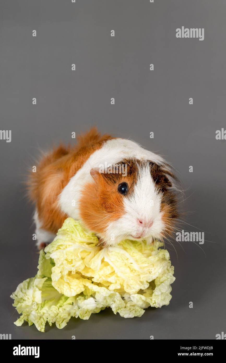 Guinea pig rosette on a gray background. Fluffy cute rodent guinea pig