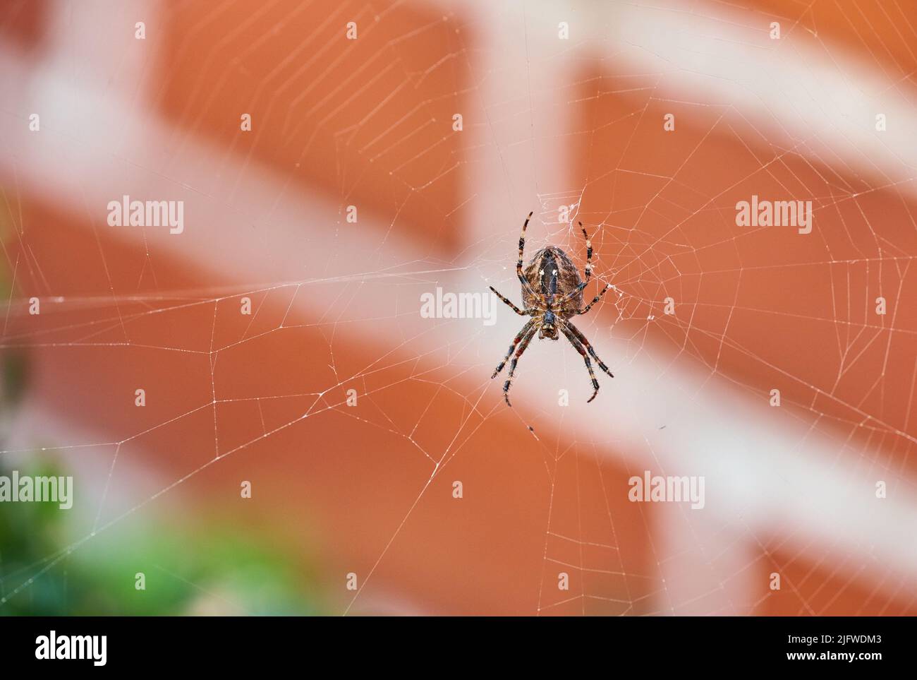 A brown walnut orb weaver spider on its web from below, against blurred background of red brick house. Striped black arachnid in the center of its Stock Photo
