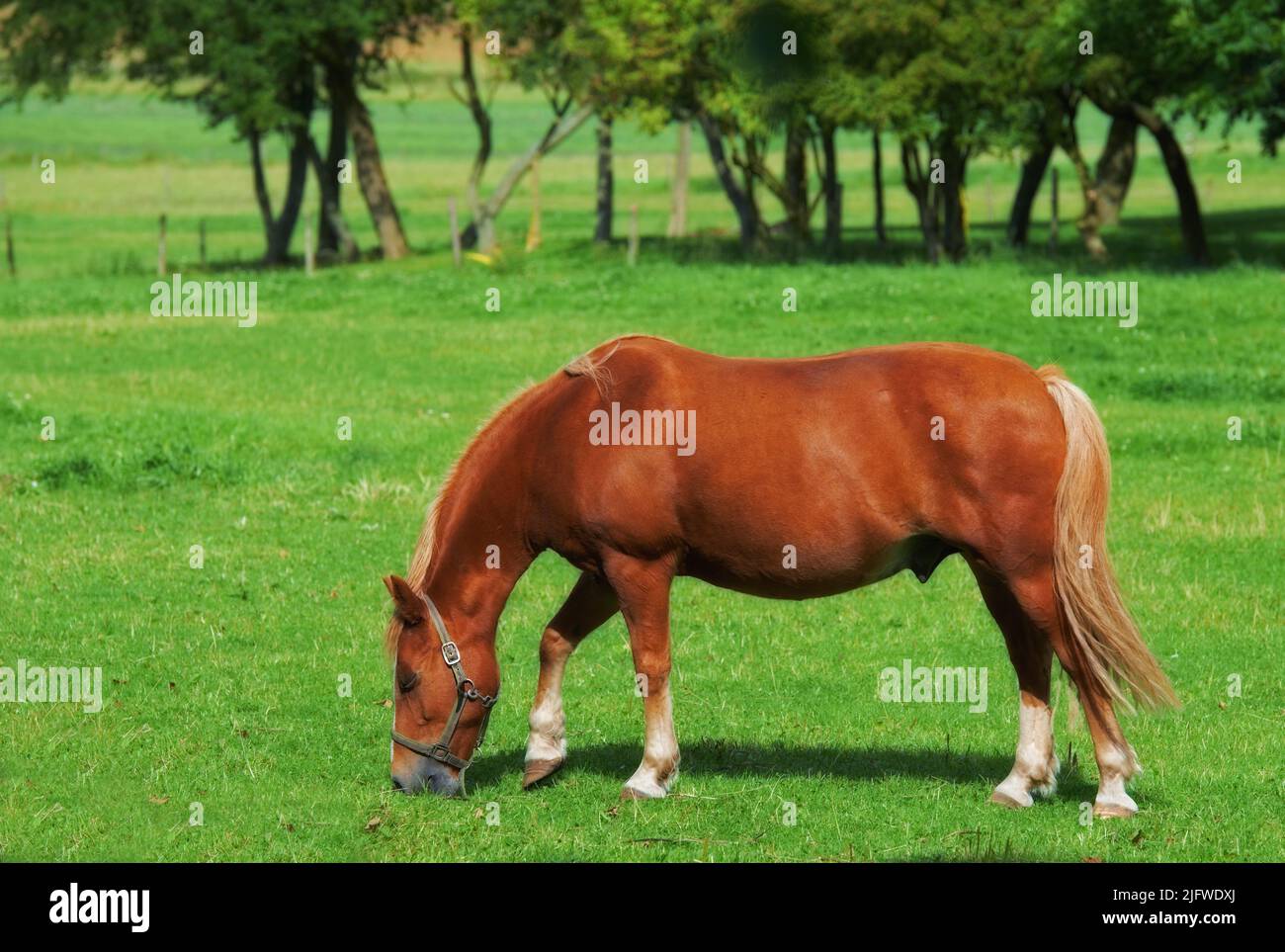 Beautiful brown horse grazing grassland pasturage on a farm during a summer day. Mammal feeding on lush green grass with trees or nature in the Stock Photo
