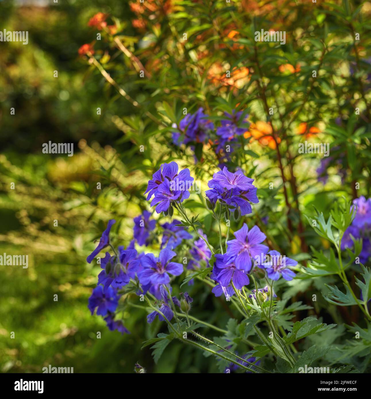 Blue hardy geranium flowers in a park. Bush of indigo geraniums blooming in a botanical garden or backyard in spring outside. Delicate perennial wild Stock Photo
