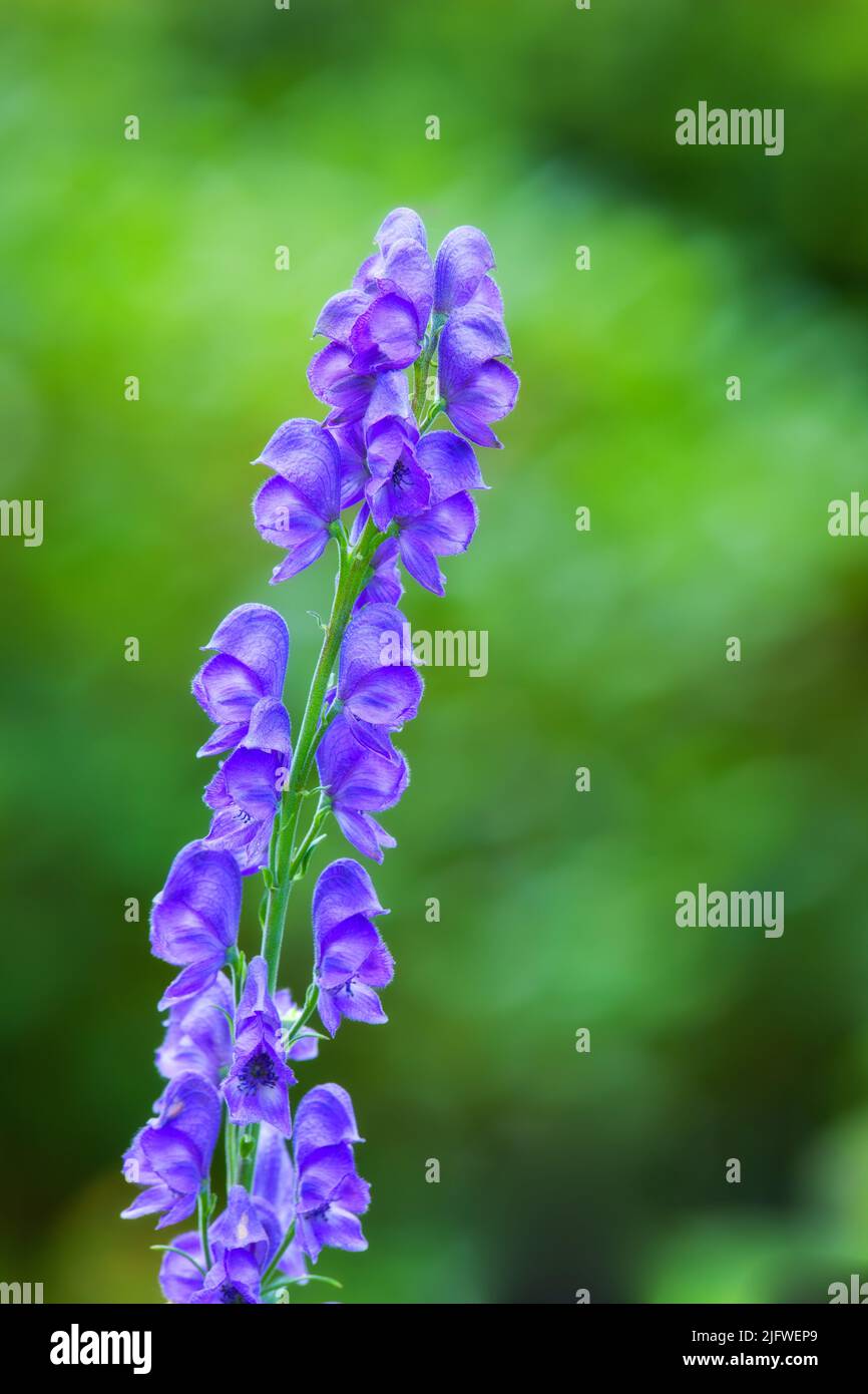 Foxglove or Digitalis Purpurea in full bloom with lush green trees in the background. Purple flower blossoms in a backyard garden on a summer or Stock Photo