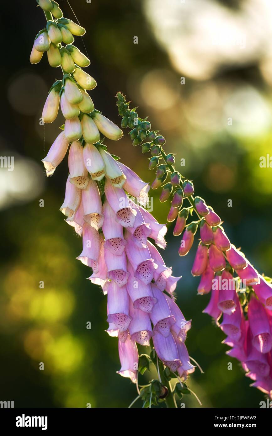 Closeup of pink foxglove flowers blossoming in a garden. Delicate magenta plants growing on green stems in a backyard or arboretum. Digitalis Purpurea Stock Photo