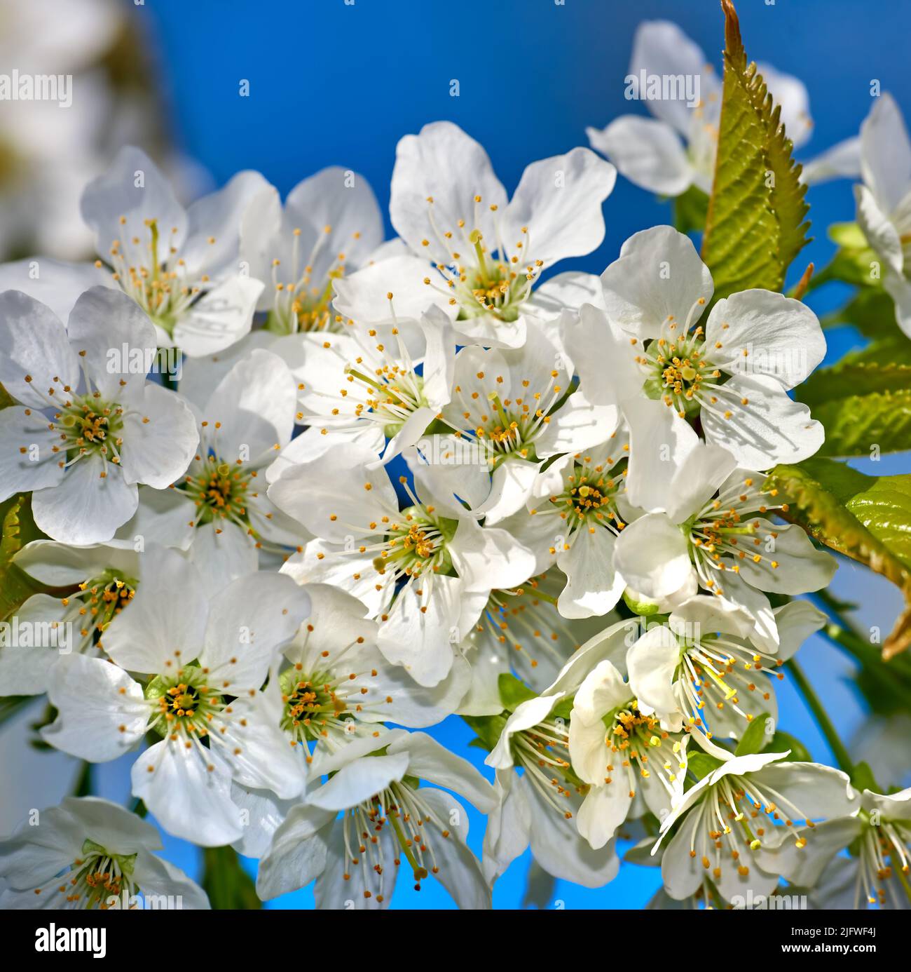 Blooming Mirabelle plum or Prunus Domestica flower in a garden in springtime. Flowering fruit tree with white flowerheads with a blue sky background Stock Photo