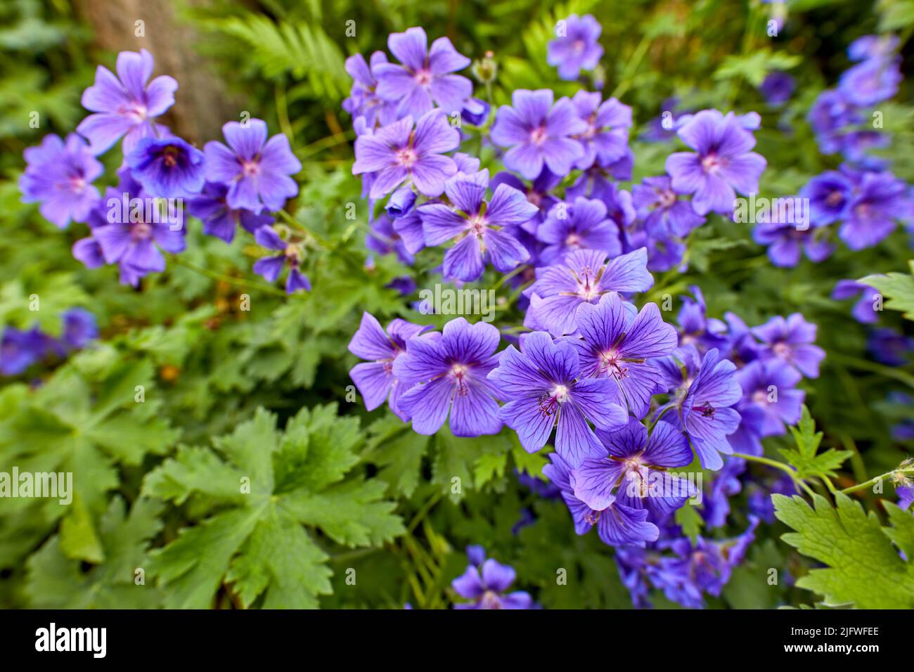 A bush of blue hardy geraniums in the backyard. Flowering bush of indigo flowers blooming in a botanical garden or backyard in spring outside Stock Photo
